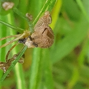 Ubiquitarion iridis at Copmanhurst, NSW - suppressed