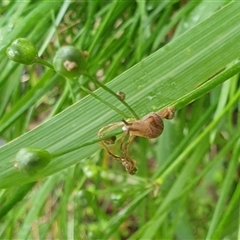 Ubiquitarion iridis at Copmanhurst, NSW - suppressed