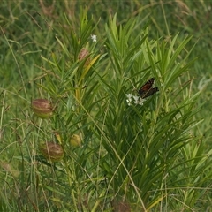 Gomphocarpus fruticosus (Narrow-leaved Cotton Bush) at Gerringong, NSW - 9 Apr 2025 by RAllen