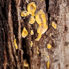 Stereum hirsutum at Kambah, ACT - 23 Apr 2025 by debhart