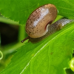 Ventopelita leucocheilus at suppressed - suppressed