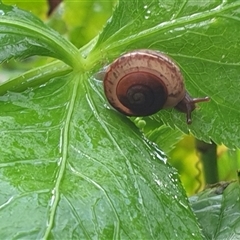 Ventopelita leucocheilus at Copmanhurst, NSW - suppressed
