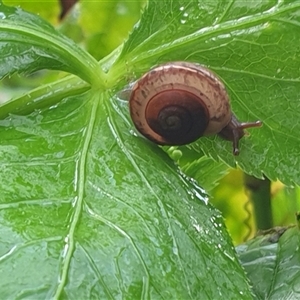Ventopelita leucocheilus at suppressed - suppressed