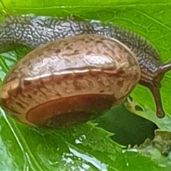 Ventopelita leucocheilus at suppressed - suppressed