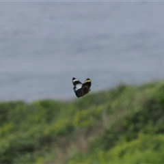 Delias harpalyce at Gerringong, NSW - 9 Apr 2025 by RAllen