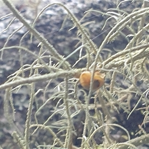 Ubiquitarion iridis at Copmanhurst, NSW - suppressed