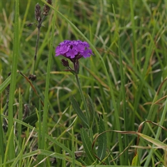 Verbena rigida (Veined Verbena) at Gerringong, NSW - 9 Apr 2025 by RAllen