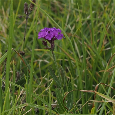 Verbena rigida (Veined Verbena) at Gerringong, NSW - 9 Apr 2025 by RAllen