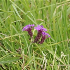 Verbena rigida at Gerringong, NSW - 9 Apr 2025 10:25 AM
