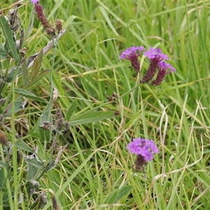 Verbena rigida at Gerringong, NSW - 9 Apr 2025 10:25 AM