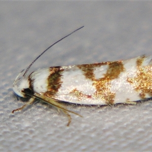 Lichenaula comparella at Bolivia, NSW - suppressed