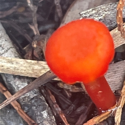 Cruentomycena viscidocruenta at Eden, NSW - 24 Apr 2025 by Clarel