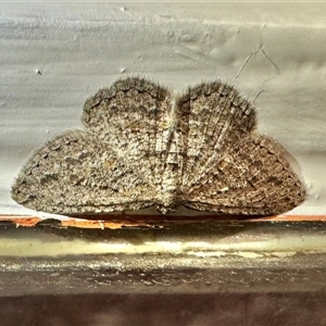 Zermizinga sinuata by Pirom