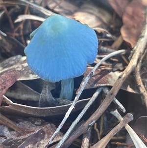 Entoloma virescens at Eden, NSW - Today by Clarel