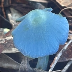 Entoloma virescens at Eden, NSW - 24 Apr 2025 10:40 AM