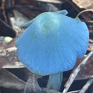 Entoloma virescens at Eden, NSW - 24 Apr 2025 10:40 AM