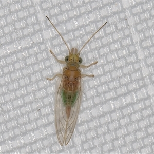 Glycaspis (Glycaspis) brimblecombei at Melba, ACT - 22 Apr 2025 10:36 PM