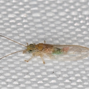Glycaspis (Glycaspis) brimblecombei at Melba, ACT - 22 Apr 2025 10:36 PM