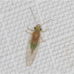 Glycaspis (Glycaspis) brimblecombei at Melba, ACT - 22 Apr 2025 10:36 PM