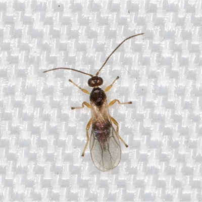 Unverified Parasitic wasp (numerous families) at Melba, ACT - 22 Apr 2025 by kasiaaus