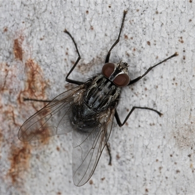 Unverified True fly (Diptera) at Melba, ACT - 23 Apr 2025 by kasiaaus