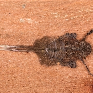 Platybrachys sp. (genus) at Melba, ACT - Yesterday by kasiaaus