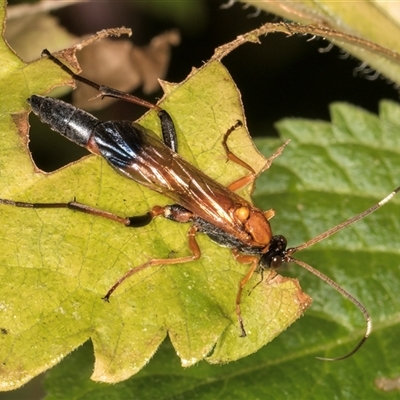 Ctenochares bicolorus at Melba, ACT - 23 Apr 2025 by kasiaaus