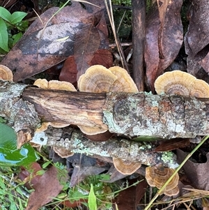 Trametes sp. at Caparra, NSW - 24 Apr 2025 10:24 AM