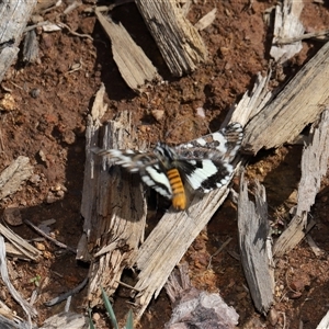 Apina callisto at Yarralumla, ACT - 24 Apr 2025 11:38 AM