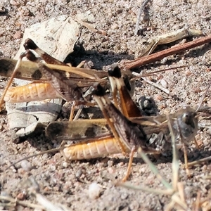 Oedaleus australis at Wodonga, VIC - 23 Apr 2025 11:36 AM