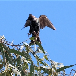 Sturnus vulgaris at Wodonga, VIC - 23 Apr 2025 11:37 AM