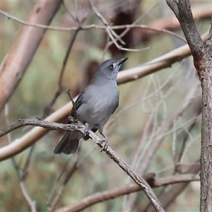 Colluricincla harmonica at Wodonga, VIC - 23 Apr 2025 11:38 AM