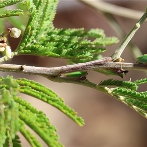 Sextius virescens at Wodonga, VIC - 23 Apr 2025 11:59 AM