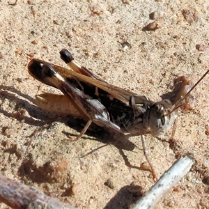 Oedaleus australis at Wodonga, VIC - 23 Apr 2025 12:02 PM