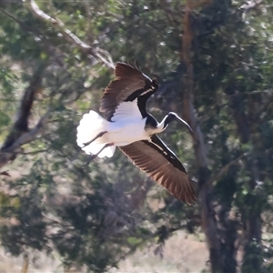 Threskiornis spinicollis at Wodonga, VIC - 23 Apr 2025 12:11 PM