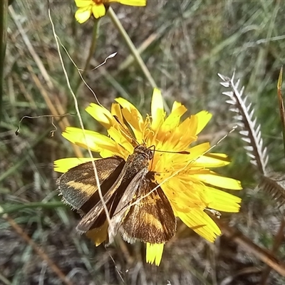 Taractrocera papyria at Latham, ACT - 14 Apr 2024 by rjwhite