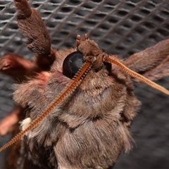 Oxycanus dirempta at Jerrabomberra, NSW - suppressed