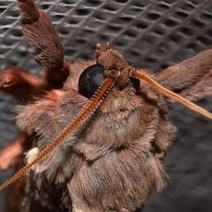 Oxycanus dirempta at Jerrabomberra, NSW - suppressed