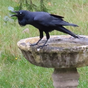 Corvus coronoides at Kangaroo Valley, NSW - suppressed