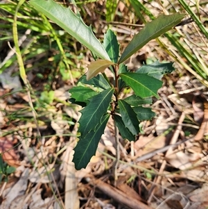 Myrsine variabilis at Sawyers Gully, NSW - 25 Apr 2025 09:18 AM