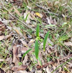 Eustrephus latifolius at Sawyers Gully, NSW - 25 Apr 2025 09:17 AM