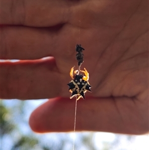Austracantha minax at Sawyers Gully, NSW - 25 Apr 2025 09:16 AM