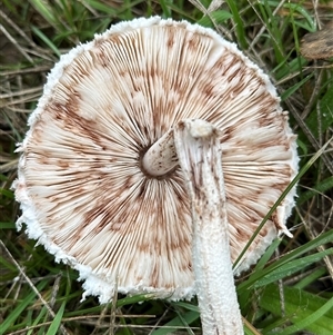 Macrolepiota dolichaula at Kangaroo Valley, NSW - 25 Apr 2025 09:39 AM