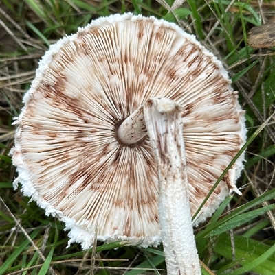 Macrolepiota sp. at Kangaroo Valley, NSW - Yesterday by lbradley
