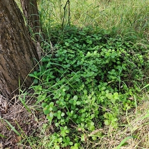 Crassula multicava at Sawyers Gully, NSW - 25 Apr 2025 09:08 AM