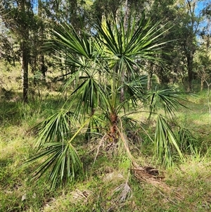 Livistona australis at Sawyers Gully, NSW - suppressed