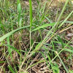 Panicum simile at Sawyers Gully, NSW - 25 Apr 2025 08:55 AM