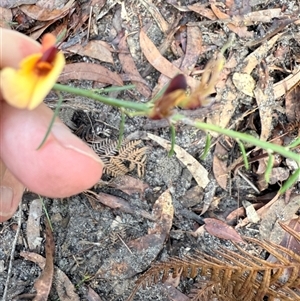 Bossiaea heterophylla at Bucketty, NSW - 25 Apr 2025 09:12 AM