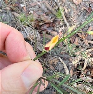 Bossiaea heterophylla at Bucketty, NSW - 25 Apr 2025 09:12 AM