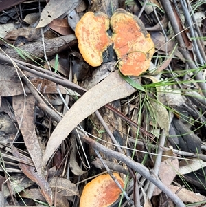 Trametes coccinea at Bucketty, NSW - 25 Apr 2025 09:28 AM